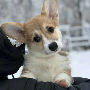 Photo №1. welsh corgi - for sale in the city of Donetsk | 850$ | Announcement № 5182