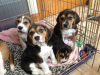 Photo №1. beagle - for sale in the city of Berlin | 423$ | Announcement № 121058