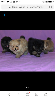 Photo №4. I will sell german spitz in the city of Cheboksary. private announcement - price - negotiated