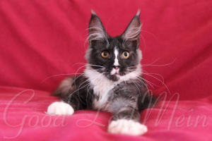Photo №2 to announcement № 6497 for the sale of maine coon - buy in Russian Federation from nursery