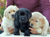 Photo №3. Cute Labrador retriever puppies available for sale. Germany