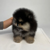 Photo №1. pomeranian - for sale in the city of Ashkelon | negotiated | Announcement № 87839
