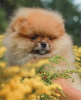 Photo №2 to announcement № 63493 for the sale of pomeranian - buy in Belarus breeder