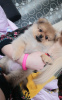 Photo №1. pomeranian - for sale in the city of Minsk | 364$ | Announcement № 9345