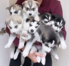 Photo №3. Siberian Husky Puppies ready. Lithuania