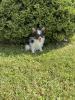 Photo №2 to announcement № 116199 for the sale of papillon dog - buy in Lithuania private announcement