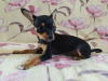 Additional photos: Russian Toy Terrier girl