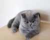 Photo №2 to announcement № 100435 for the sale of british shorthair - buy in Germany 