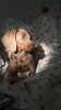 Photo №2 to announcement № 111857 for the sale of dachshund - buy in Poland breeder