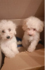 Photo №2 to announcement № 71528 for the sale of poodle (toy) - buy in Serbia breeder