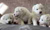 Photo №1. japanese spitz - for sale in the city of Stockholm | negotiated | Announcement № 113247