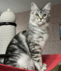 Photo №2 to announcement № 87858 for the sale of maine coon - buy in United States private announcement