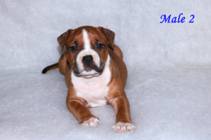 Photo №2 to announcement № 6058 for the sale of american staffordshire terrier - buy in Belarus from nursery