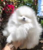 Photo №4. I will sell pomeranian in the city of Belgrade. breeder - price - negotiated