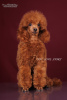 Photo №1. poodle (toy) - for sale in the city of Kiev | 2113$ | Announcement № 111800