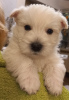 Additional photos: Best West Highland White Terrier puppies for sale