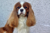 Photo №3. Cavalier Kings Charles Spaniel Puppies. Poland