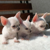 Photo №2 to announcement № 36315 for the sale of chihuahua - buy in United States 
