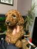 Photo №1. poodle (toy) - for sale in the city of Bijeljina | 300$ | Announcement № 63496