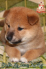 Photo №2 to announcement № 73350 for the sale of shiba inu - buy in Ukraine breeder