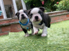 Photo №1. non-pedigree dogs - for sale in the city of Bamberg | Is free | Announcement № 117759