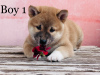 Photo №3. shiba inu. Hungary