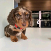 Photo №2 to announcement № 112005 for the sale of dachshund - buy in Switzerland private announcement, breeder