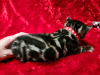 Photo №1. bengal cat - for sale in the city of Москва | negotiated | Announcement № 121715