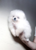 Photo №3. Pomeranian puppies. Germany