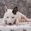 Photo №1. bull terrier - for sale in the city of Klaukkala | 423$ | Announcement № 84227