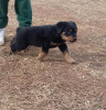 Photo №1. non-pedigree dogs - for sale in the city of Бржецлав | negotiated | Announcement № 96505