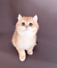 Photo №2 to announcement № 51264 for the sale of british shorthair - buy in Germany breeder
