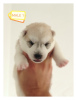 Photo №2 to announcement № 114717 for the sale of siberian husky - buy in Serbia 