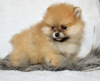 Photo №2 to announcement № 78024 for the sale of pomeranian - buy in Lithuania private announcement