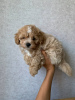 Additional photos: Maltipoo f1 min, delivery, bargaining, maltipoo f1