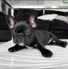 Photo №1. french bulldog - for sale in the city of Tallinn | negotiated | Announcement № 127503