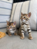 Photo №1. bengal cat - for sale in the city of Berlin | negotiated | Announcement № 11504