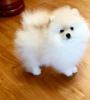 Additional photos: Playful Pomeranian puppies