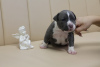 Photo №1. staffordshire bull terrier - for sale in the city of Kishinev | 845$ | Announcement № 62653