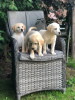 Photo №1. labrador retriever - for sale in the city of Paris | negotiated | Announcement № 126474