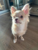Photo №2 to announcement № 104172 for the sale of chihuahua - buy in United States private announcement, from nursery