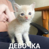 Photo №2 to announcement № 50765 for the sale of  - buy in Russian Federation private announcement