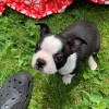 Photo №4. I will sell non-pedigree dogs in the city of Bamberg. private announcement - price - Is free