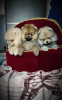 Photo №2 to announcement № 92850 for the sale of pomeranian - buy in Belarus breeder