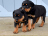 Photo №1. rottweiler - for sale in the city of Дублин | 400$ | Announcement № 58330