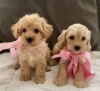 Photo №1. non-pedigree dogs - for sale in the city of Kiev | 450$ | Announcement № 18203