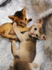 Photo №4. I will sell abyssinian cat in the city of Minsk. breeder - price - negotiated