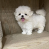 Photo №2 to announcement № 47507 for the sale of maltese dog - buy in Austria private announcement