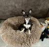 Photo №2 to announcement № 105039 for the sale of chihuahua - buy in Germany from nursery