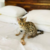 Photo №1. savannah cat - for sale in the city of Brussels | negotiated | Announcement № 78768